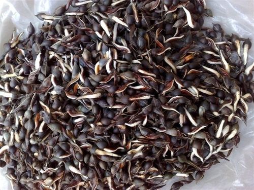 新采摘回来的沉香种子如何正确保存?