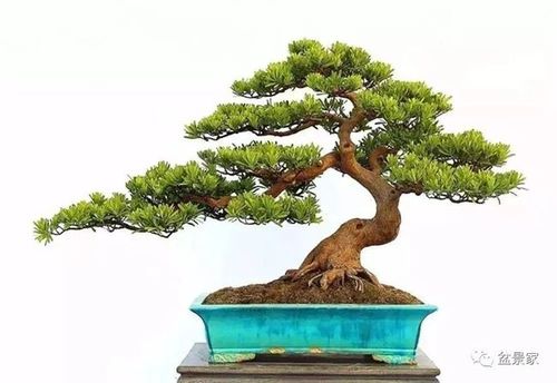 罗汉松盆景-黎均洪作品