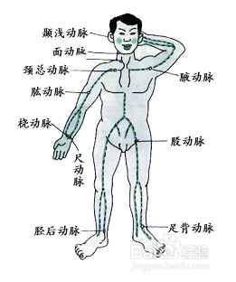 紧急时刻怎样保护好身体的6个致命要害!