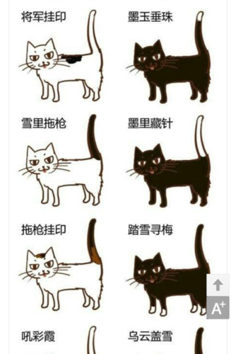 中国古代对各色猫的称呼