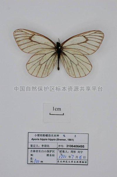 小檗绢粉蝶指名亚种