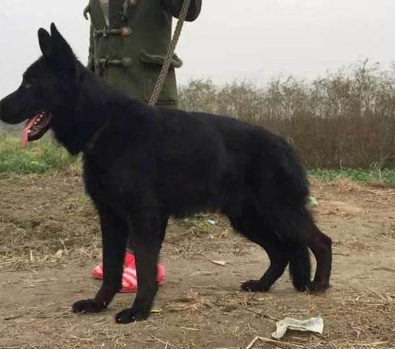 长毛东德牧羊犬图片