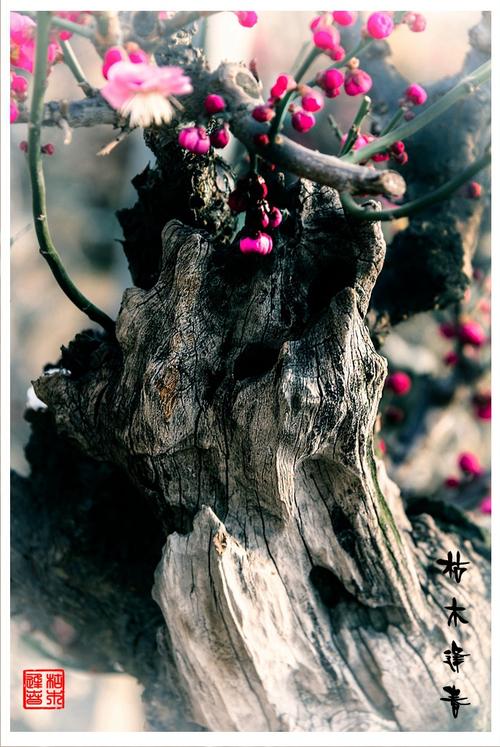 上一页 下一页 作品名称: 枯木逢春  作品描述: 按画意形式进行制作