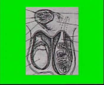 生理卫生与健康知识 -> 帖子:"睾丸结构图"   曲细精管也称生精小管