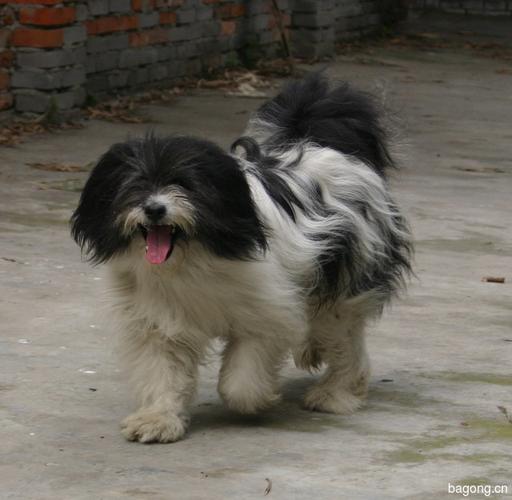 拉萨犬