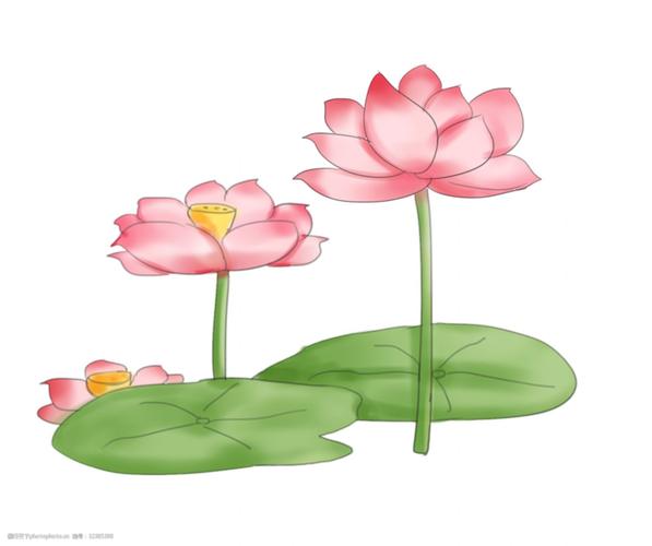 漂亮荷花卡通插画