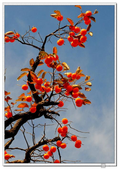 柿子熟了,我们会早早从集市上买来结实的塑料方便袋,准备采摘这成熟的