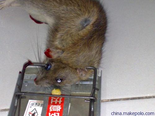 灭老鼠公司/杀蟑螂公司/杀虫灭鼠公司/医院灭老鼠消毒/超市灭虫鼠