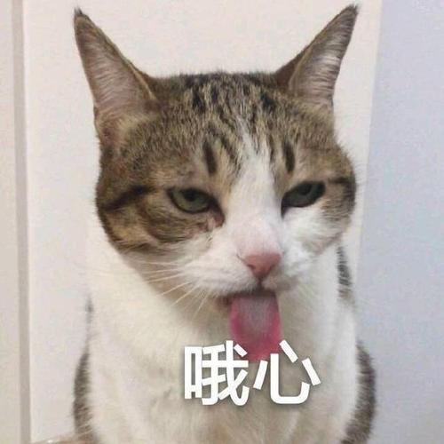 猫咪表情包合集|嗨,在吗?在吗?在吗?