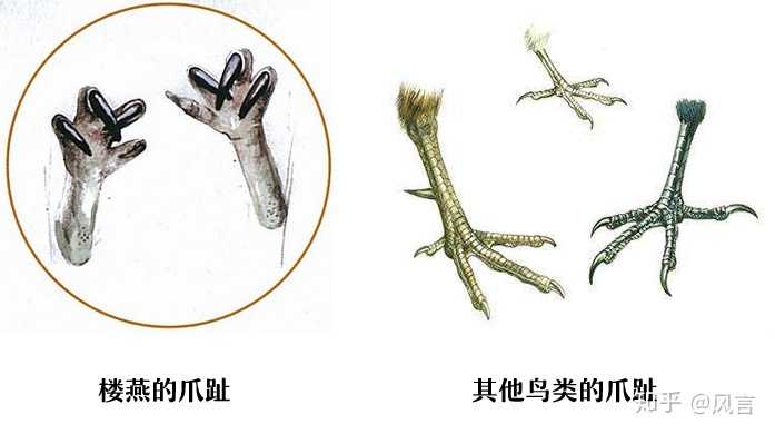 一生只能落地一次的无脚鸟是怎么生育的?