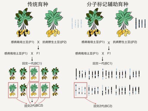 分子标记辅助育种