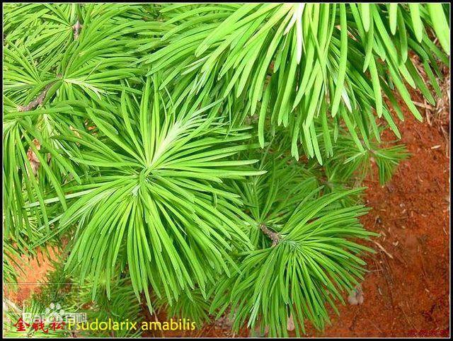 簇生(从生)原本是互生叶,但是每一节的节间很短,使得各节的叶片丛集在