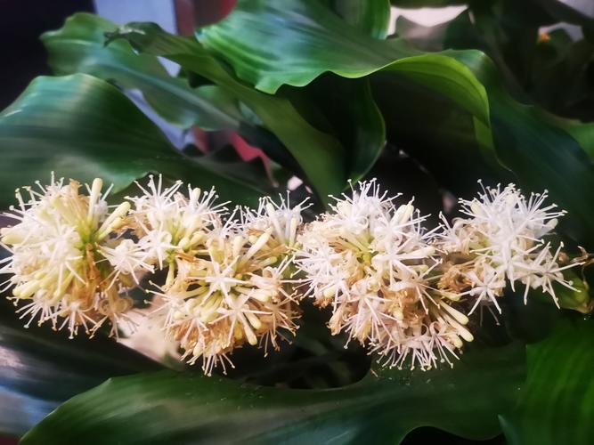 满屋生香的香龙血树