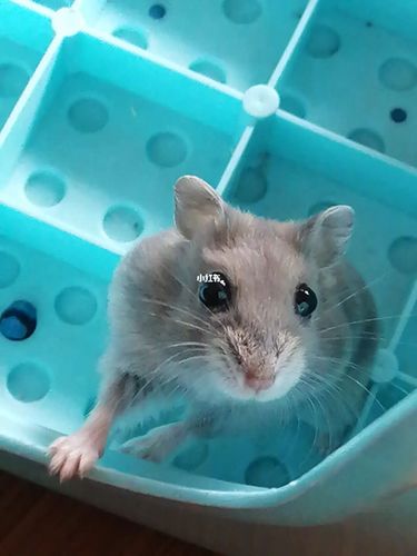 仓鼠咬人怎么治_仓鼠_菠萝_阴影_宠物_宠物其他