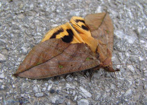 这是什么种类的飞蛾呢?