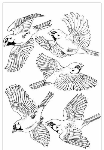 精彩白描欣赏九 学习绘画的好样本(鸟类)