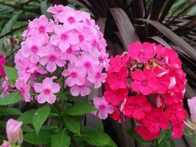 原名叫宿根福禄考,养着特有福气!