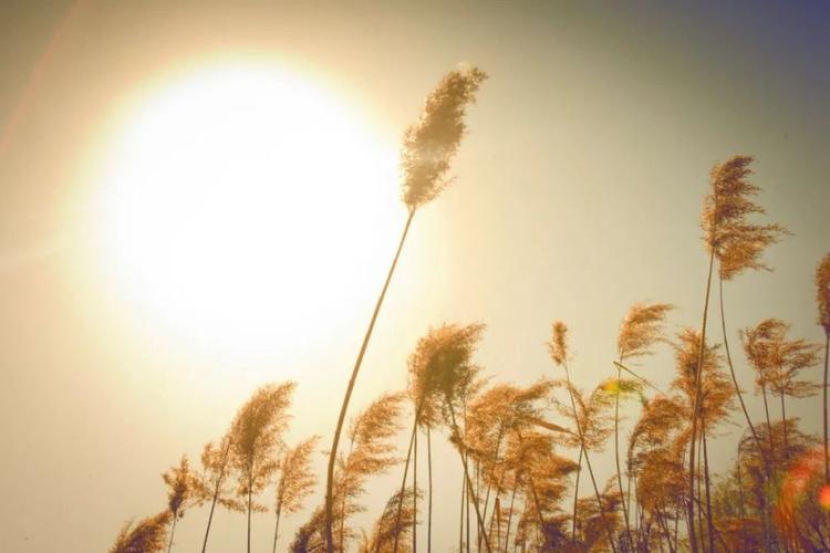 芦苇虽不复从前的生意盎然,却依然是飘逸灵动,在碧水长天里,更觉唯美