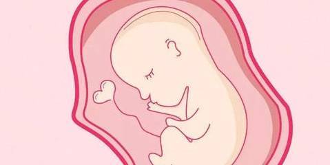 子宫_环境_胎儿