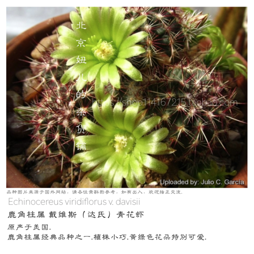 多肉植物仙人球精品仙人球仙人掌鹿角柱青花虾