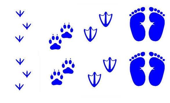 园所主页 毕业大4班2014 知识宝库 身体的秘密  小鸡的脚,尖尖的,跑来