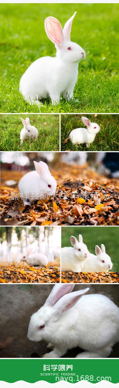 兔子活体小型动物白兔活体小型长不大比利时兔子宠物