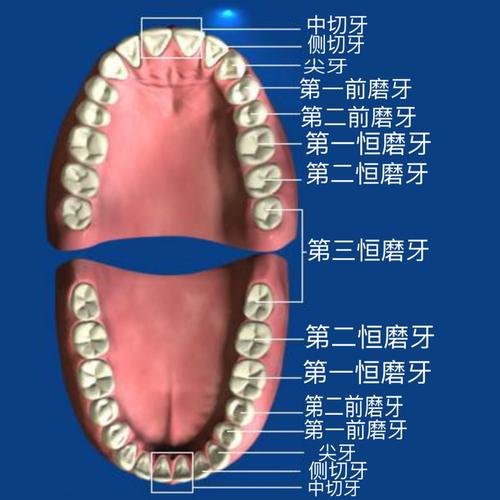 口腔健康②换一口恒牙原来需要5到9年小朋友你准备好了吗