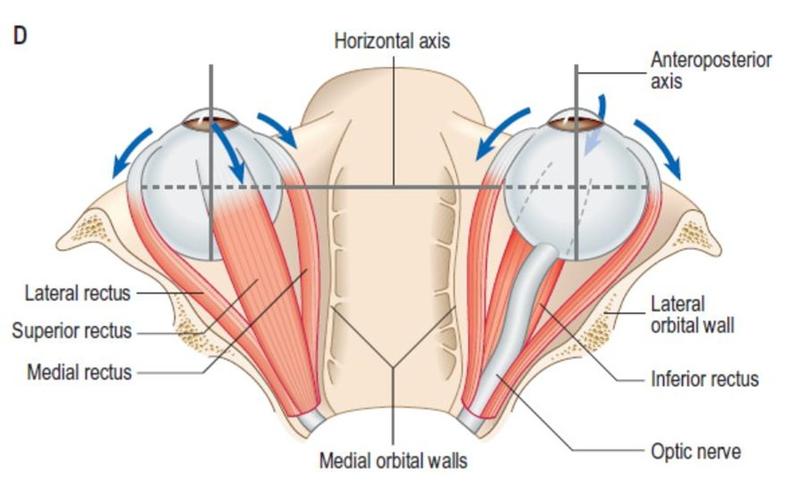 图7 眼外肌的神经支配图6 三个半规管与眼外肌的偶联图5 三个半规管