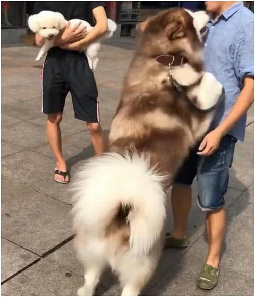 都说大型犬性格会比小型犬温顺很多   这在阿拉斯加的身上就展现得