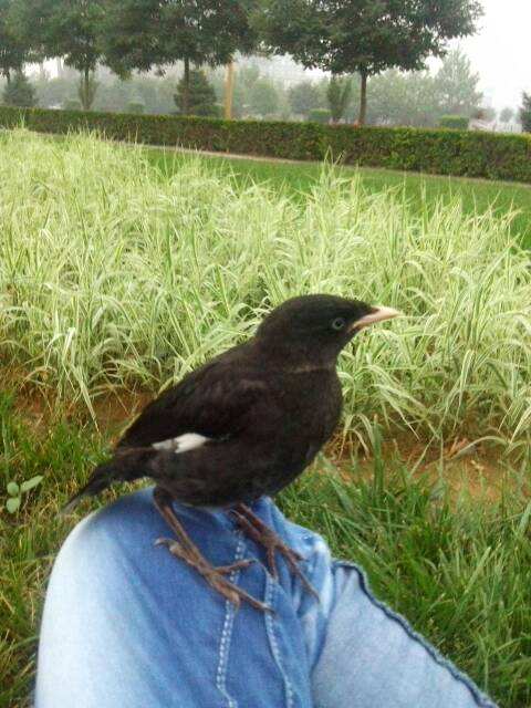 展开全部 这是八哥的幼鸟,还未完全长成.