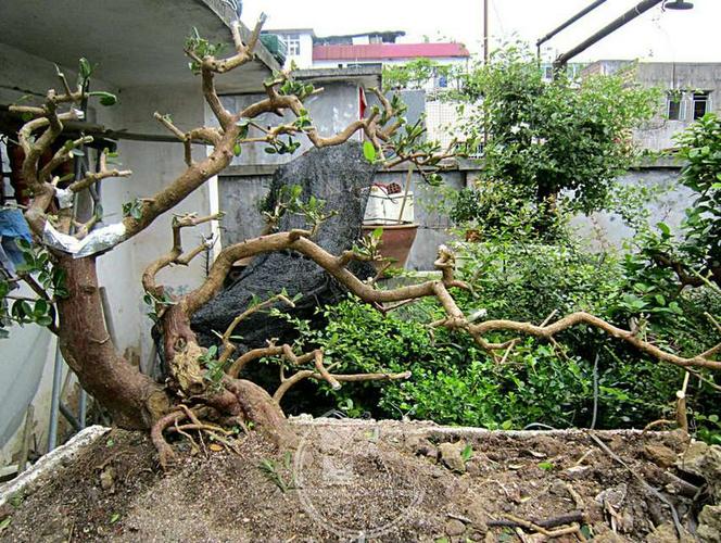 盆景自由讲 - 岭南盆景网 - powered by discuz!