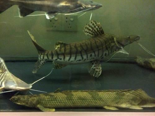 出45公分野生加纳虎纹恐龙王