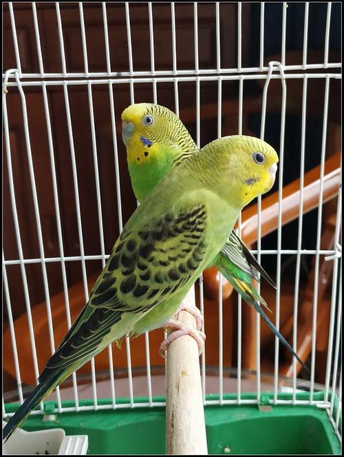鸟笼里的小鹦鹉(手机拍摄)