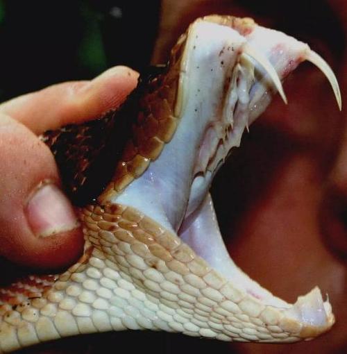 世界上最长的毒牙