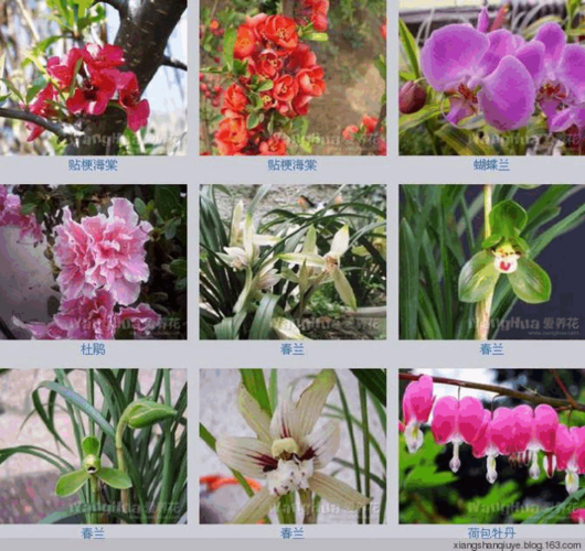 各种花卉名称图片大全