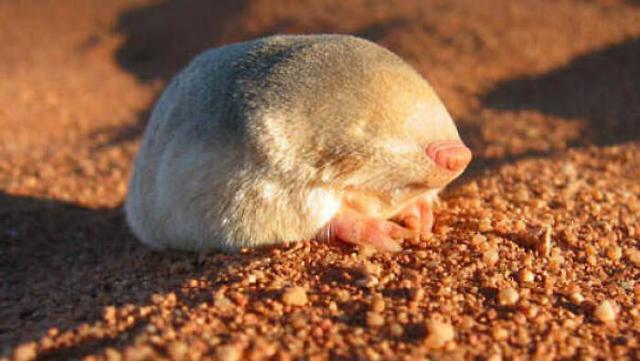 金鼹鼠有眼球,但它们被皮肤覆盖,所以它们并不真正起作用.