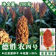 8%寿光欣欣然园艺有限公司7年红高粱种子红缨子红糯矮杆种籽孑酿酒杆