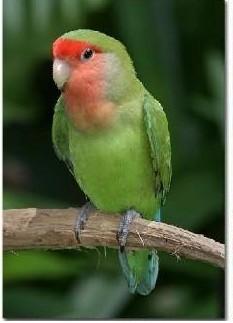 绿桃牡丹鹦鹉活体幼鸟,紫罗兰等快递包活