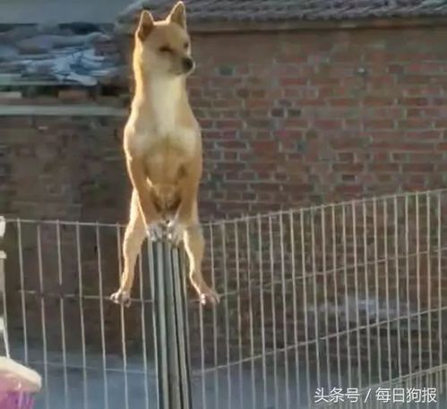 小狗狗爬上2米高护栏下不来,急的哇哇大叫,这姿势太霸气了!