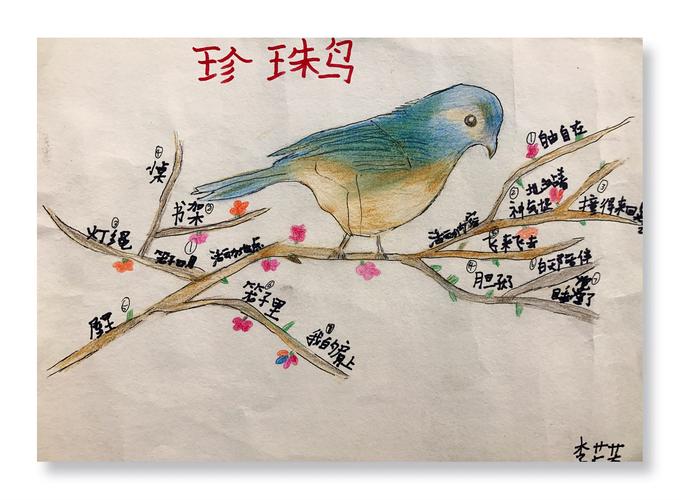 《珍珠鸟》之思维导图