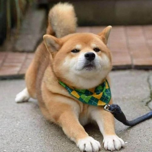 日本柴犬纯种秋田犬幼崽幼犬活体赤柴豆柴黑柴活物真