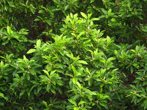 昆明街头高大的缅桂花树,茂密,芳香阵阵
