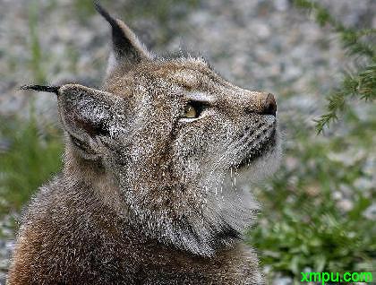 伊比利亚猞猁(iberian lynx,也称西班牙猞猁)