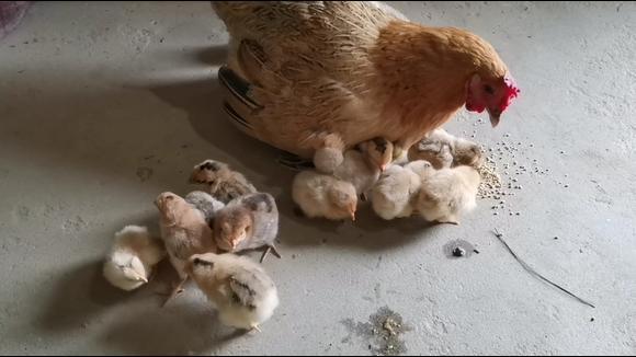 农村常见的母鸡孵化小鸡,出壳23只,看母鸡教小鸡吃东西,超可爱
