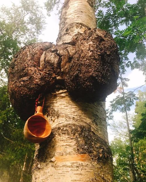 最原始的kuksa取材桦木的树榴部分,非常幸运,我们走着走着碰到一个.