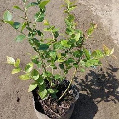 一年北陆蓝莓苗个头怎么样内蒙古临河区北陆蓝莓苗