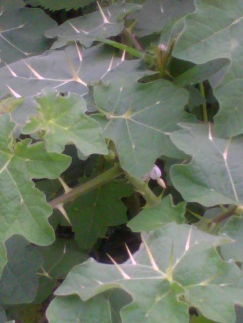 这种叶子上长刺的叫什么植物?