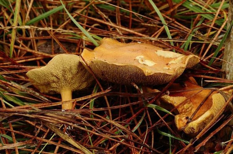 成都藏岭苁珍鲜菌批发红乳牛肝菌配送鲜货红乳牛肝菌批发