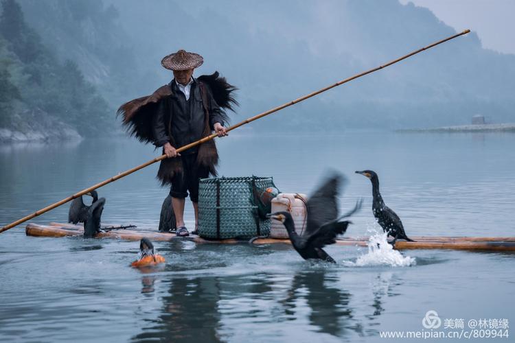 莫道楠溪江水浅鸬鹚捕鱼独迷人