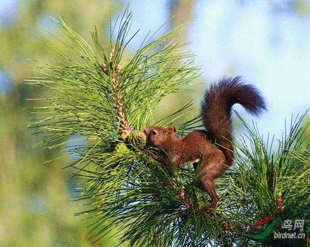 松鼠摘松果